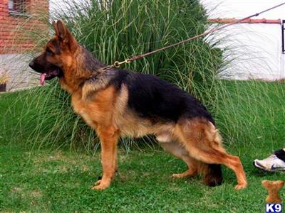 Dogs - German Shepherd